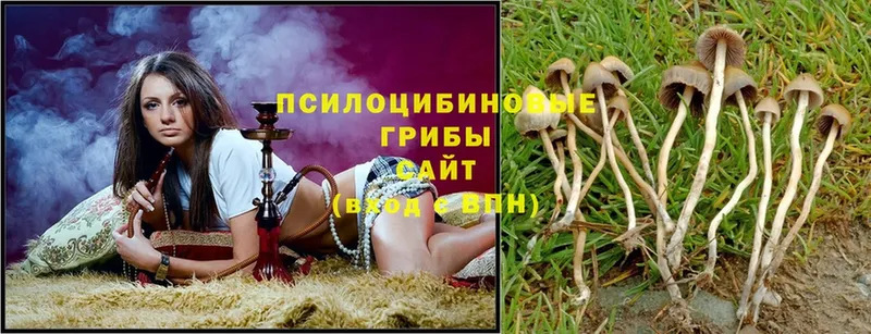 Псилоцибиновые грибы Cubensis  закладка  Кузнецк 